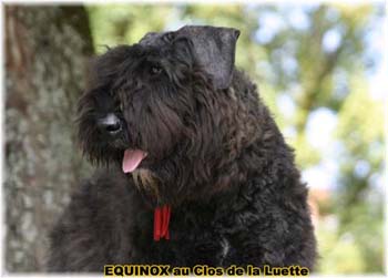  Bouvier des Flandres expositions tous primés